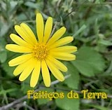 Feitiços da Terra