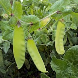 Quinta Prazeres do Campo