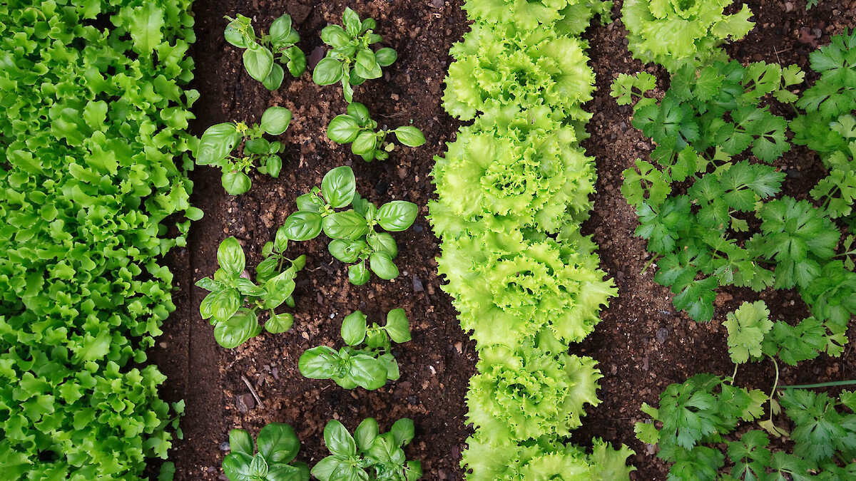 Ajudas PAC à Agricultura Biológica