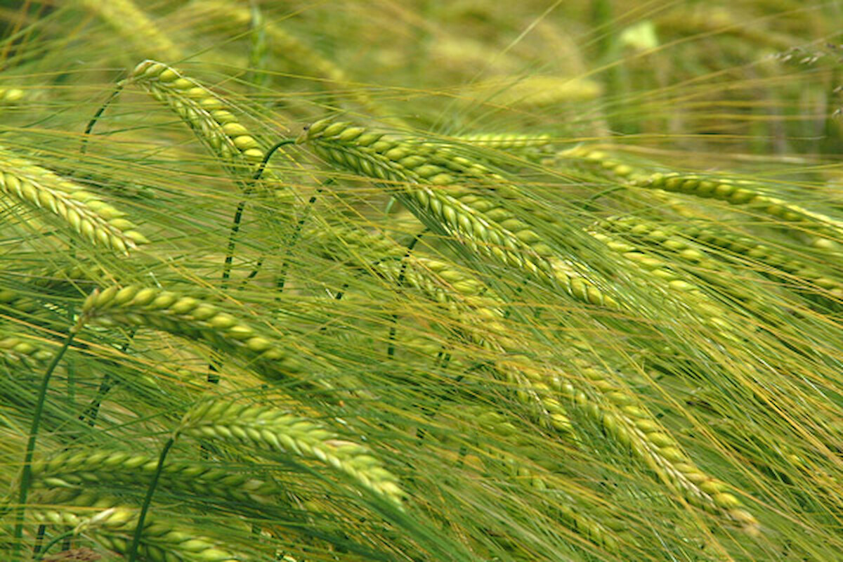 PDR2020: Prorrogação de candidaturas às operações de apoio a jovens agricultores