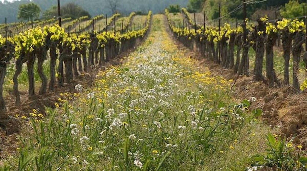 Orientações técnicas sobre o Estatuto de Agricultura Familiar foram actualizadas