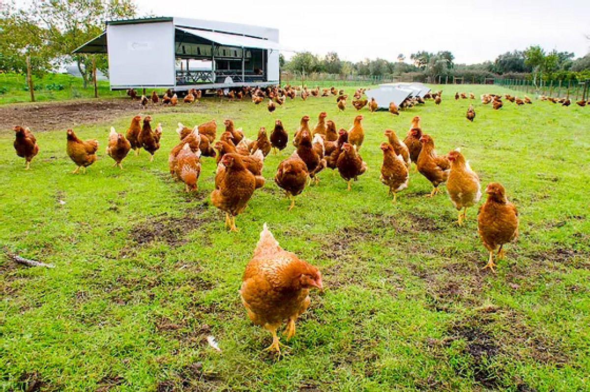 Em 10 anos agricultura biológica cresce 214%