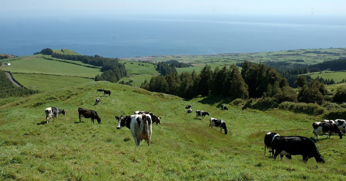 Açores promovem iniciativas nas nove ilhas para incentivar a produção biológica