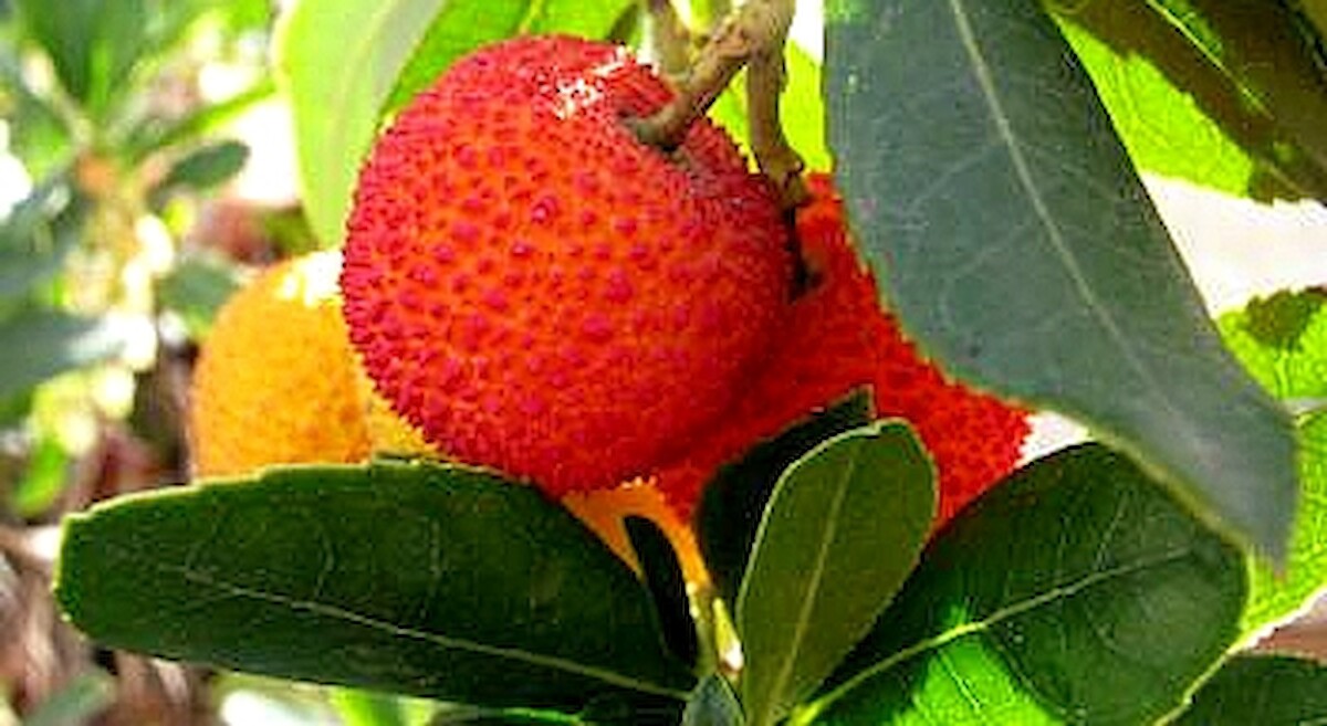 In Loco abre novo concurso de apoio para pequenos investimentos agrícolas